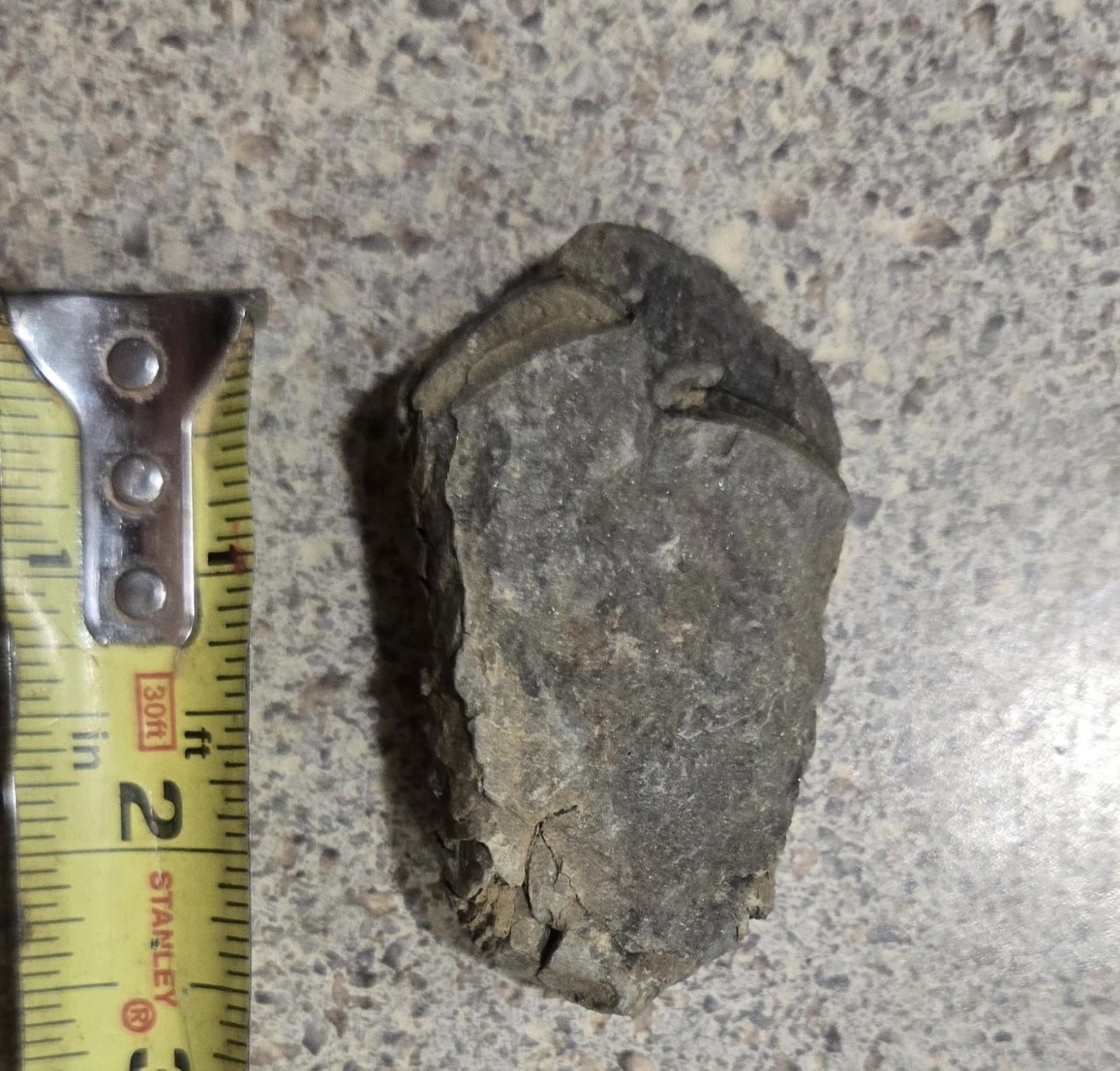 4 Inch Natural Antique Trilobyte Fossil Anthropod Genuine Texas