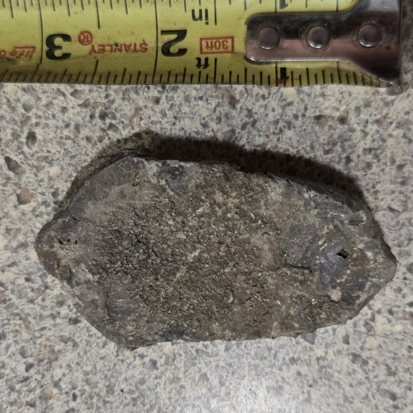 4 Inch Natural Antique Trilobyte Fossil Anthropod Genuine Texas