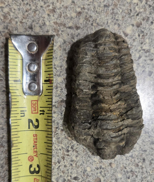 4 Inch Natural Antique Trilobyte Fossil Anthropod Genuine Texas