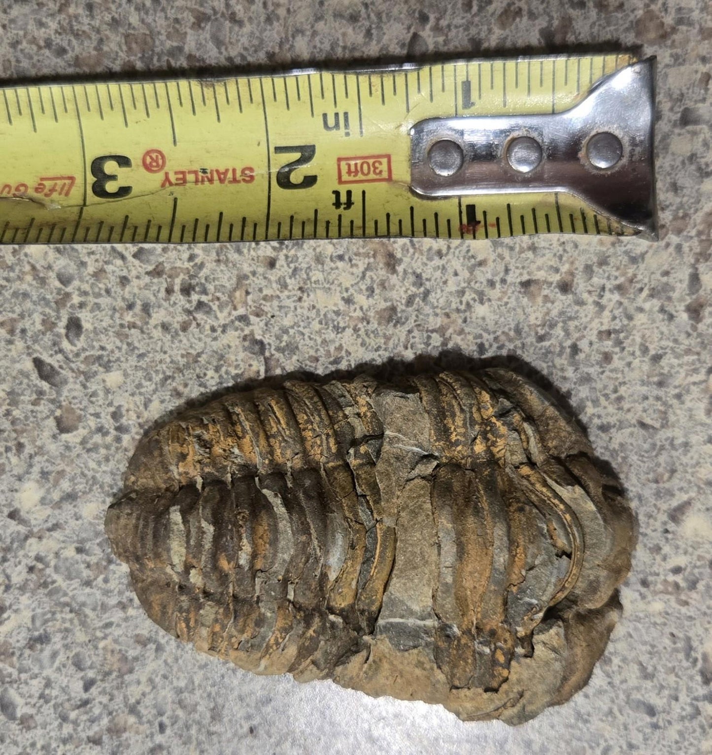 4 Inch Natural Antique Trilobyte Fossil Anthropod Genuine Texas