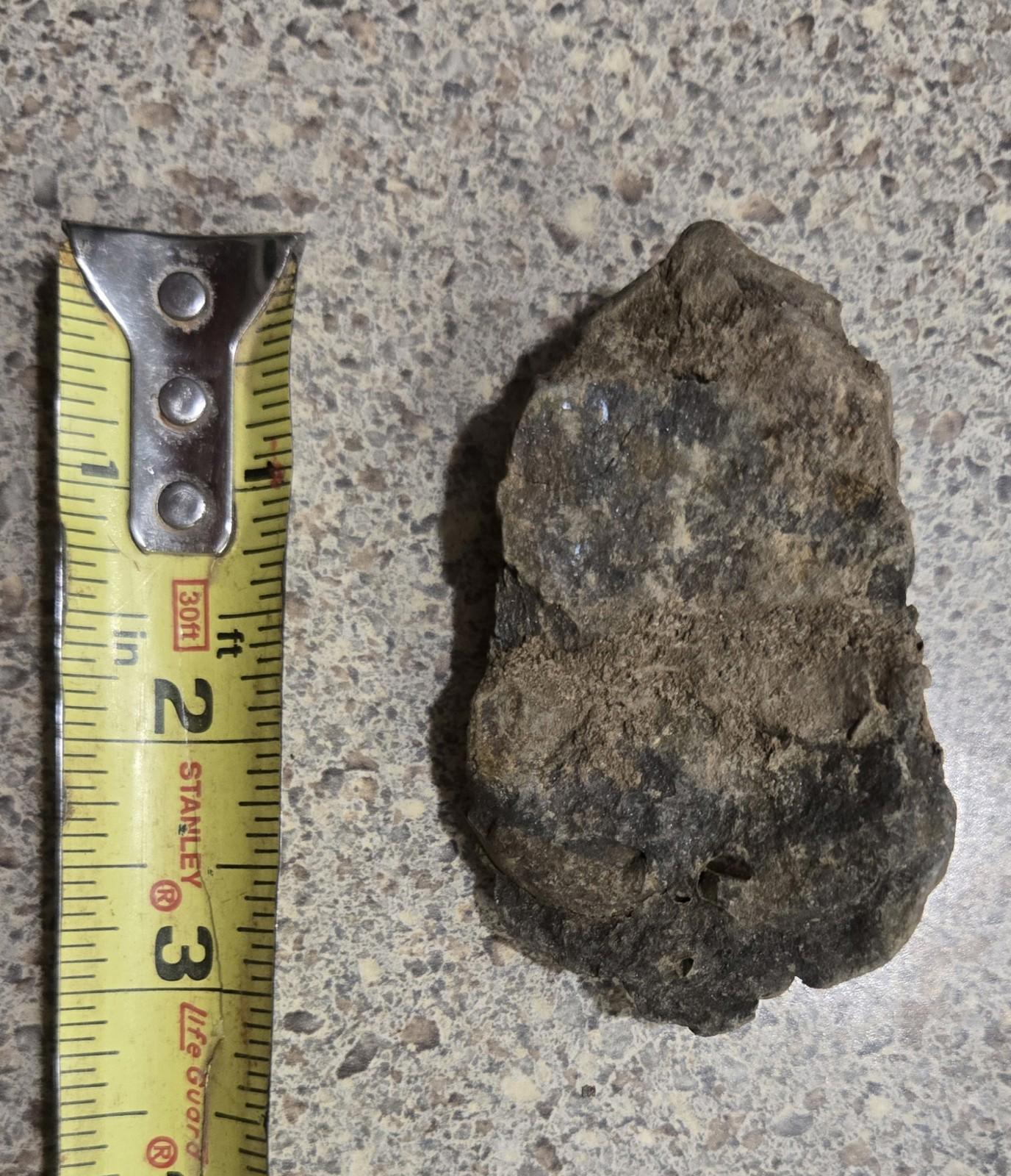 4 Inch Natural Antique Trilobyte Fossil Anthropod Genuine Texas