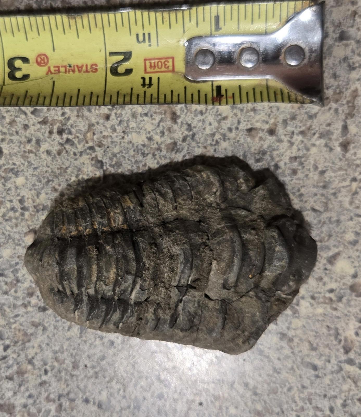 4 Inch Natural Antique Trilobyte Fossil Anthropod Genuine Texas