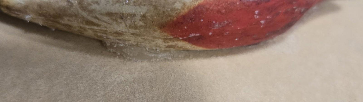 Antique Framed Set Of 4 Wooden Fishing Lure Spinno Minno Chub Darter Gudebrod.