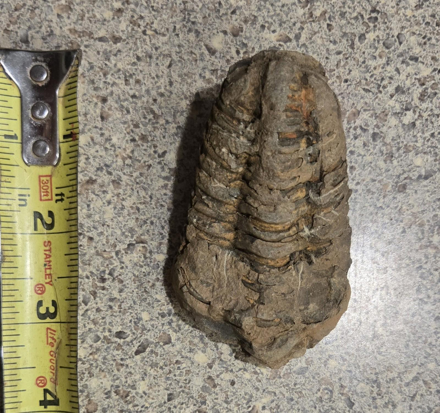 4 Inch Natural Antique Trilobyte Fossil Anthropod Genuine Texas