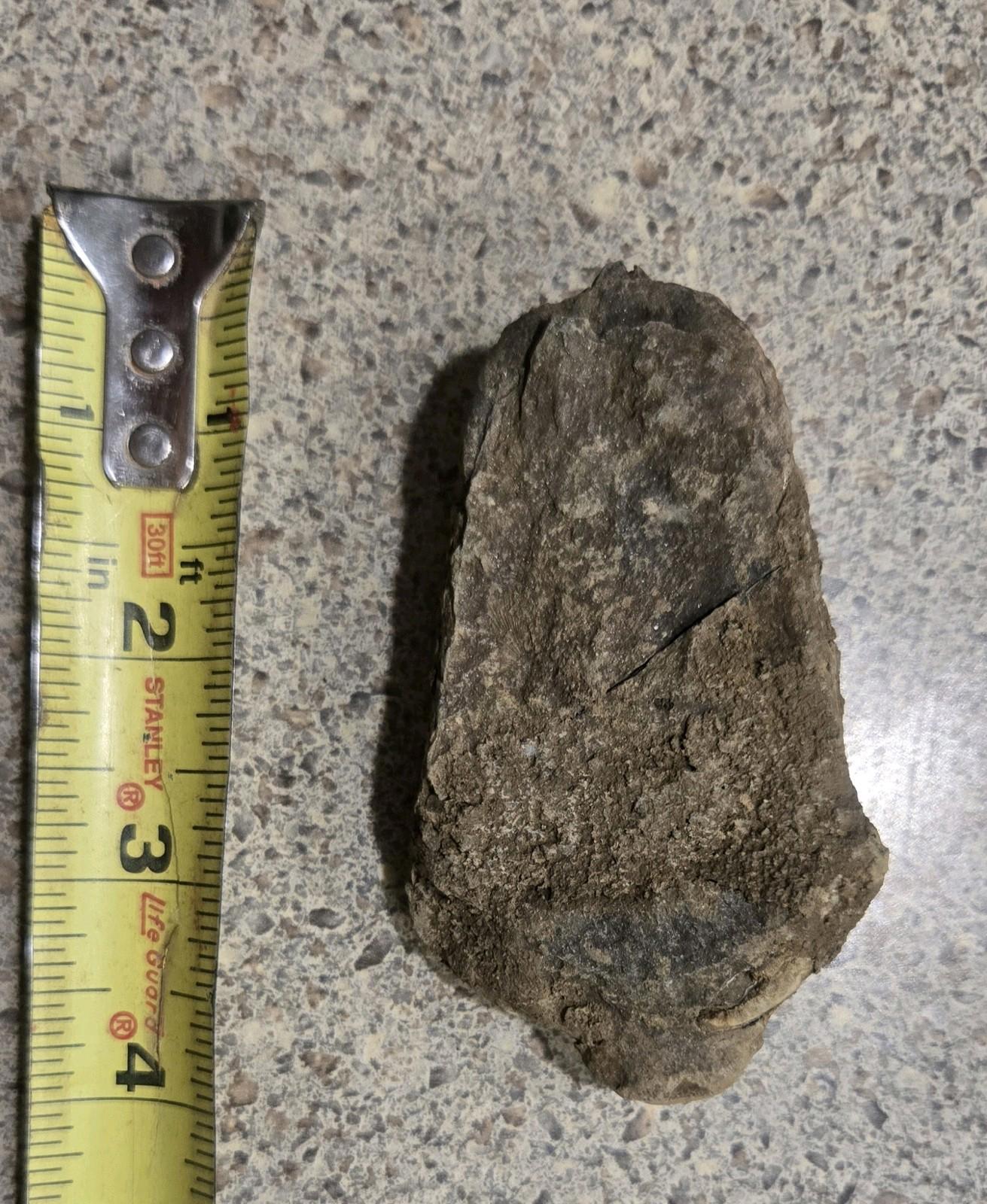 4 Inch Natural Antique Trilobyte Fossil Anthropod Genuine Texas