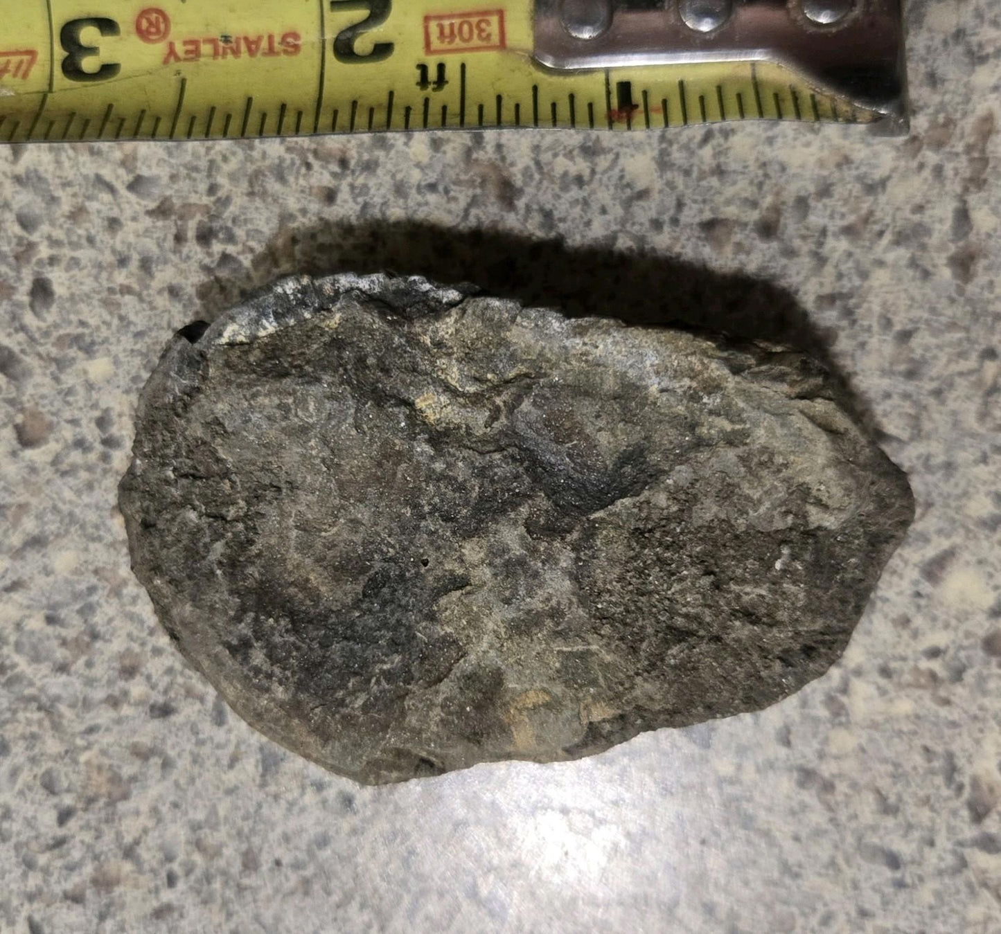 4 Inch Natural Antique Trilobyte Fossil Anthropod Genuine Texas