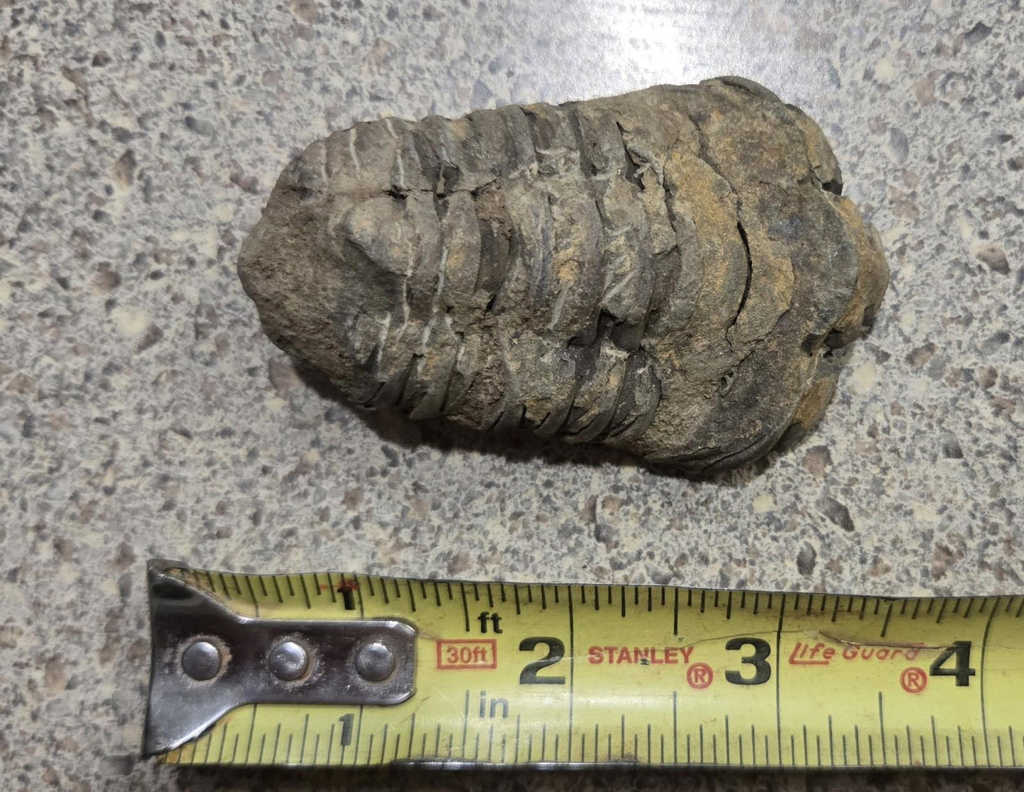 4 Inch Natural Antique Trilobyte Fossil Anthropod Genuine Texas