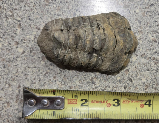 4 Inch Natural Antique Trilobyte Fossil Anthropod Genuine Texas