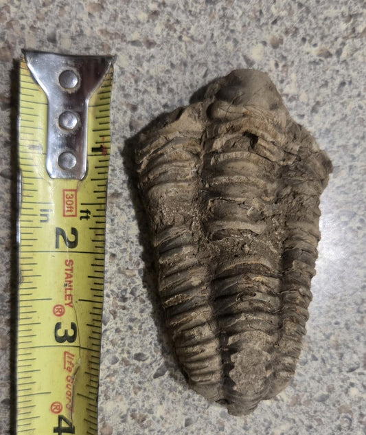 4 Inch Natural Antique Trilobyte Fossil Anthropod Genuine Texas