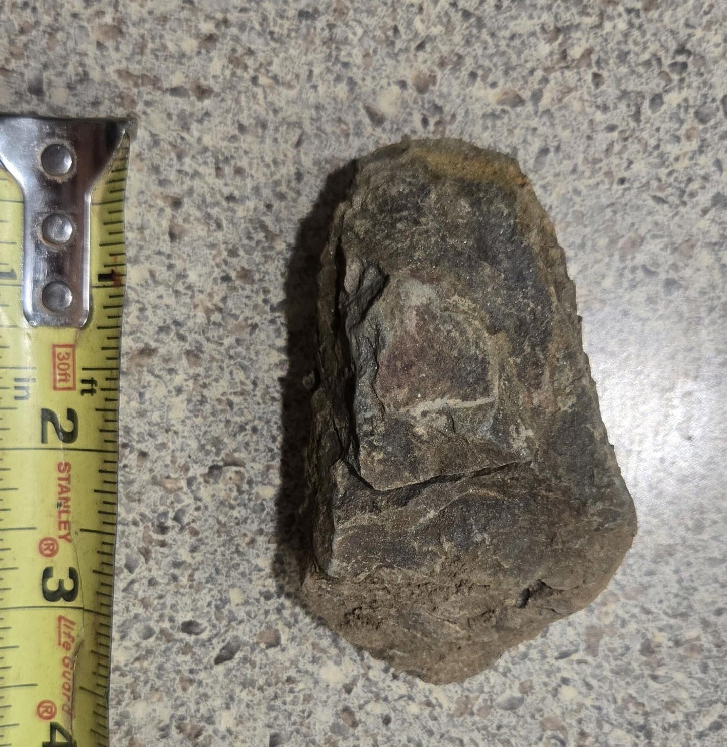 4 Inch Natural Antique Trilobyte Fossil Anthropod Genuine Texas