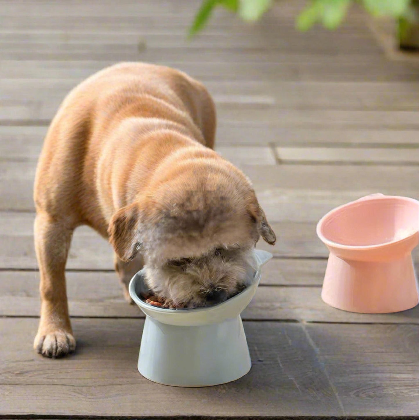 2-Piece Raised Stand Pet Bowl Set for Cats and Dogs