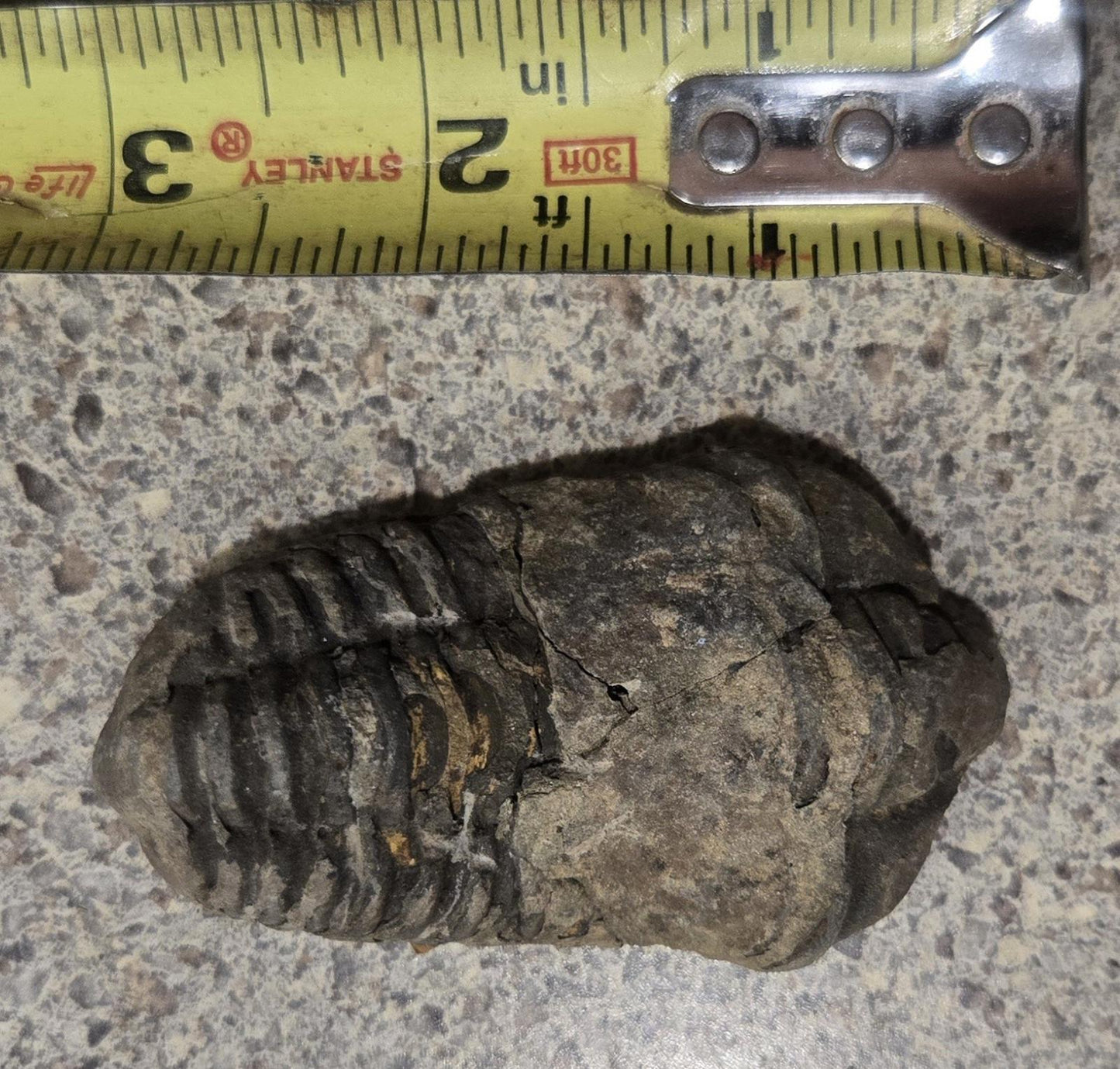 4 Inch Natural Antique Trilobyte Fossil Anthropod Genuine Texas