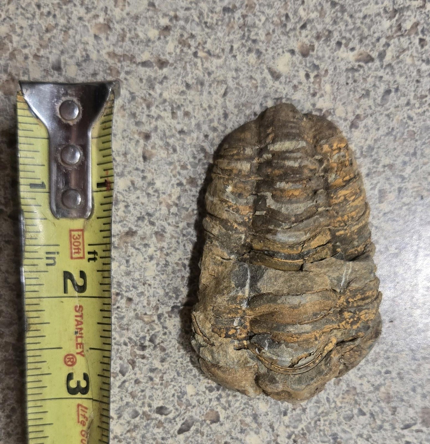 4 Inch Natural Antique Trilobyte Fossil Anthropod Genuine Texas